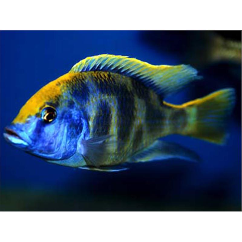 Haplochromis venustus - imagine 5